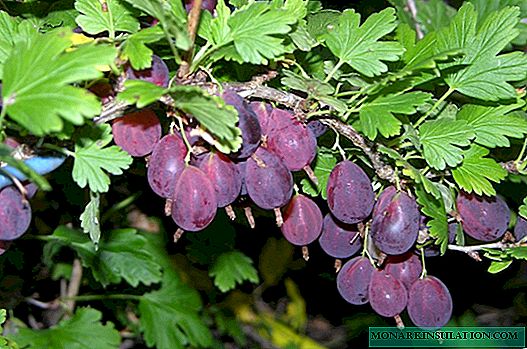 Grushenka-Stachelbeeren: eine Beerenkette auf einem Ast