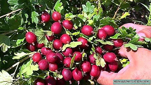 Сортове цариградско грозде Masheka: описание, тънкости и нюанси на отглеждането му