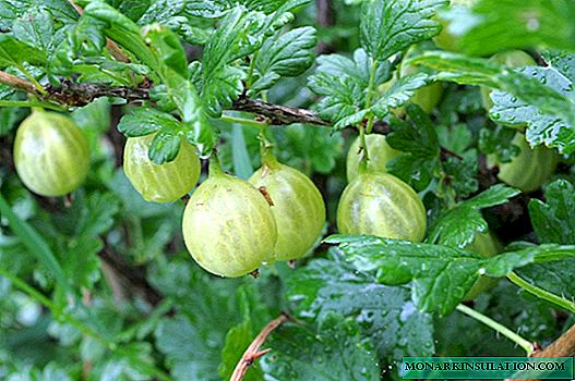 Gooseberry varieties Rodnik: not afraid of frost and gives a good harvest