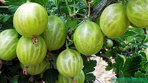 Gooseberries - pests, diseases and ways to combat them