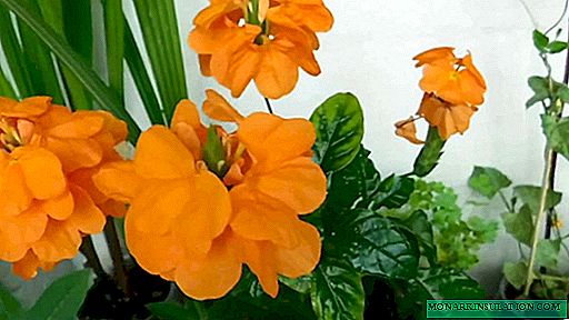 Crossandra: μεγαλώνουν ένα λουλούδι-πυροτεχνήματα στο σπίτι χωρίς προβλήματα