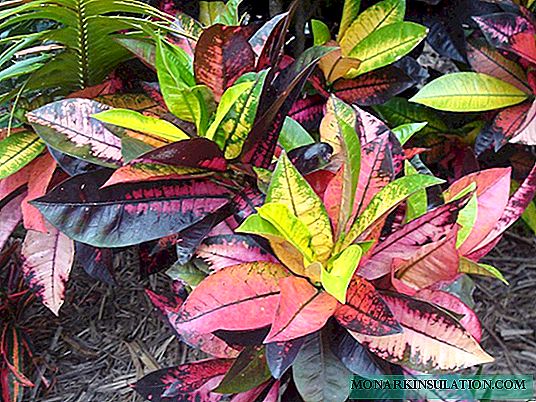 Croton (codium): caring for a fastidious handsome man at home