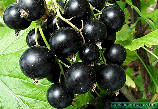 Large-fruited and aromatic Currant Yadrenaya: planting features and plant care