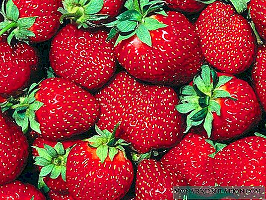 Large-fruited repair strawberry Aromas - concentrated taste of summer in your home