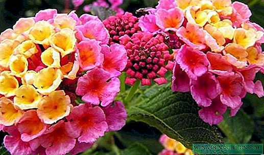 Lantana: cultivar una flor exótica en casa