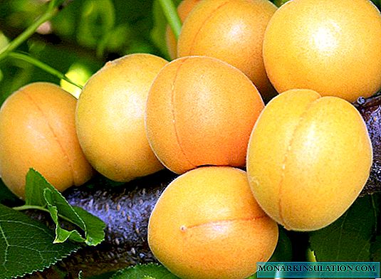 Lel - een fantastische abrikoos voor een zomerbewoner