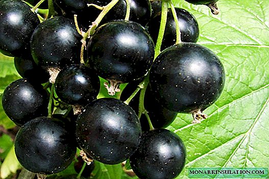 Summer gives black pearls to a currant