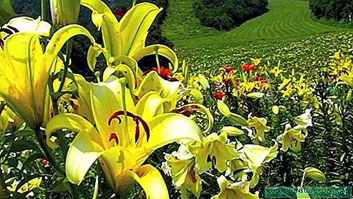 Lilies in landscape design: the secrets of proper composition