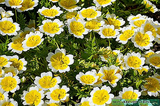Limnantes - bunga telur goreng di taman Anda