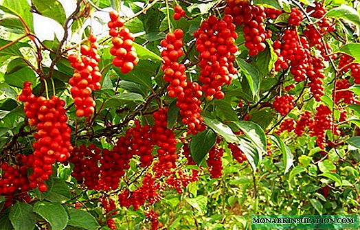 Schisandra chinensis: وصف النبات ونصائح الرعاية