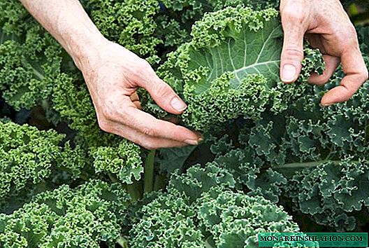 Kale: les meilleures variétés et soins des cultures