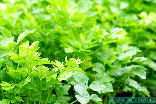 Leaf celery - popular varieties and features of cultivation