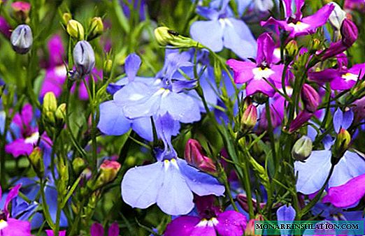 Lobelia: seed cultivation, planting and care technology