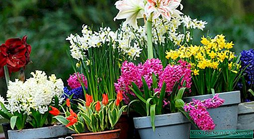 Parhaat sipulikasvut monivuotiset kukat: valikoima lajikkeita + ideoita koostumuksille