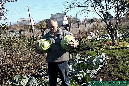 The best varieties of white cabbage for sowing in your beds: a list with a photo