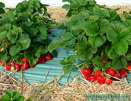 Les meilleures variétés de fraises pour la région de Moscou: comment ne pas se tromper en choisissant