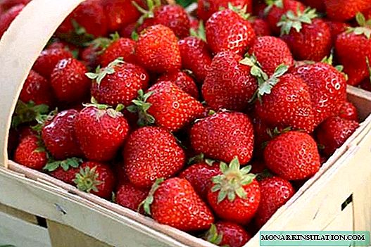 De bedste jordbærsorter til det centrale Rusland