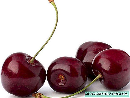 The best varieties of cherries for growing in the suburbs