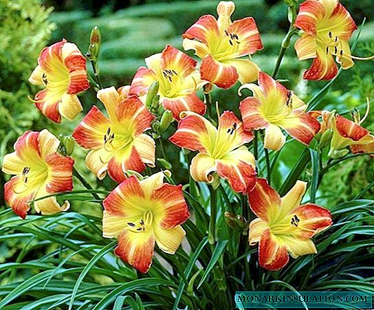 Najlepšie odrody vysokých kvetín pre záhradný dizajn