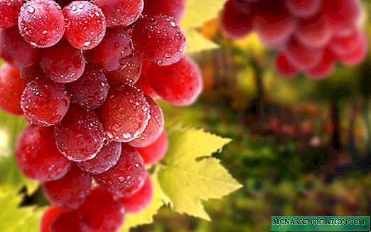 Las mejores variedades de uva de mesa: descripciones, sabor y características.