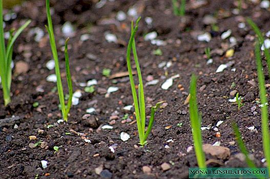 Πράσο: πώς να προετοιμάσει και να φυτέψει σωστά φυτά στο έδαφος