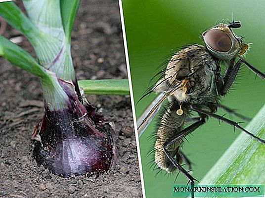 Uienvlieg: hoe om te gaan met een gevaarlijke plaag