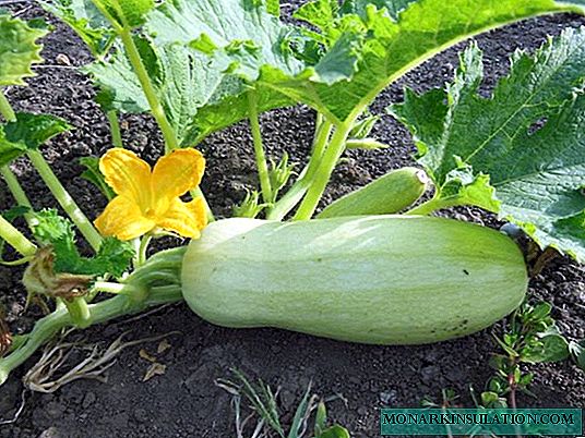 Favorite juicy zucchini: planting seeds in open ground and in a greenhouse (with photo and video)