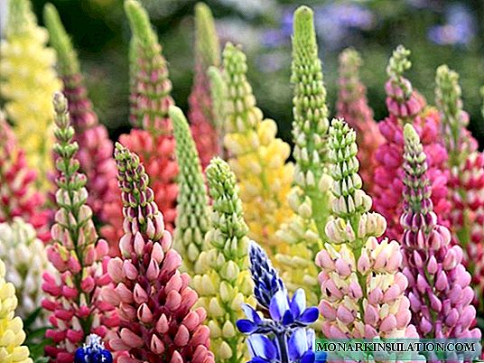 Garden Lupine: features of cultivation and use in landscape design