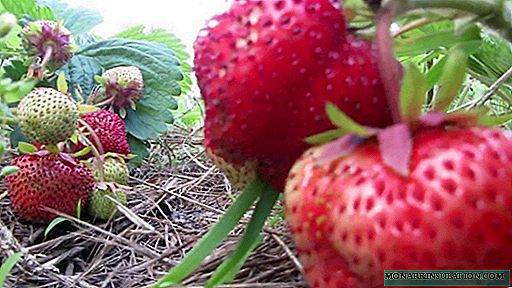 Maxim oder Gigantella Maxi ist eine heldenhafte Erdbeersorte. Merkmale der Pflanzung und Pflege