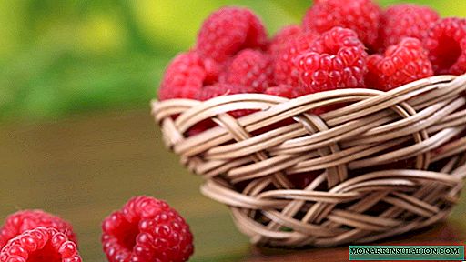 Raspberry Babye summer - the first repairing variety of domestic selection