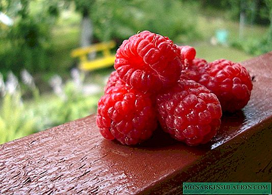 Raspberry Brilliant - frost-resistant variety with large berries
