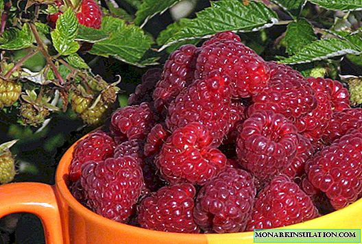 Raspberry Diamond: description and characteristics of the variety, reviews of gardeners, especially planting and growing and caring for the plant