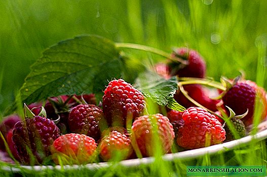 Малина Брянское диво - ремонтантный шедевр с крупными ягодами