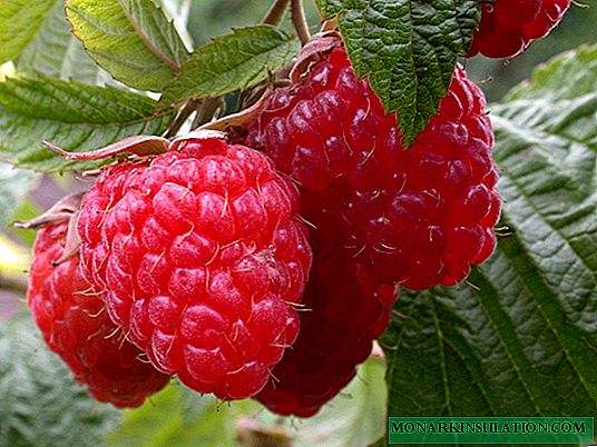 Raspberry Hercules - a wonderful healing repair berry
