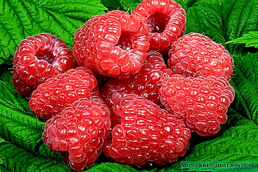 Raspberry Glen Ampl: secrets of the variety's popularity and its features