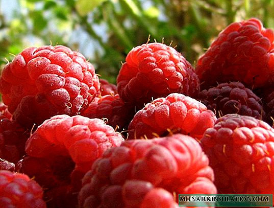 Raspberry Pride of Russia: opis in značilnosti sorte, prednosti in slabosti, zlasti sajenje in nega
