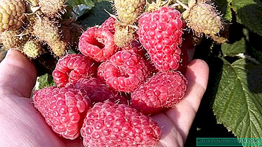 Raspberry Beauty of Russia - storfruktet mirakel av oppdretter Viktor Kichina