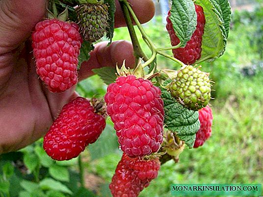 Raspberry Lyachka - variedad fructífera y productiva