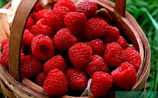 Raspberry Patricia: variety description, pruning after flowering and cultivation features on a trellis