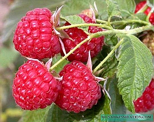 Raspberry Peresvet - une variété sans problème qui vous plaira sûrement
