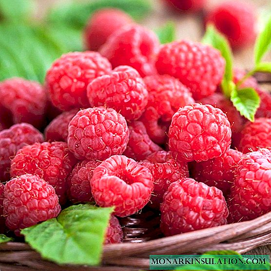 Raspberry Polana: A magas hozamú fajta termesztésének jellemzői