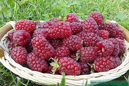 Heritage raspberries: the history of the variety, the nuances of care and trellis cultivation
