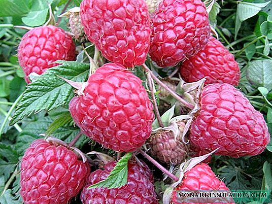 Variety raspberries Kirzhach: description of the variety and tips for growing