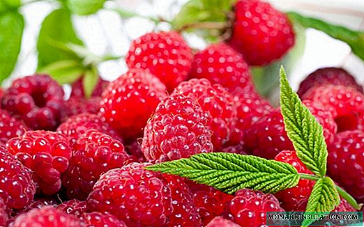 Raspberries in the suburbs: a brief overview of the best varieties