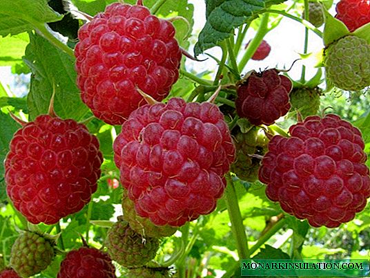 Raspberry Vera: wat goed is om te weten over de variëteit