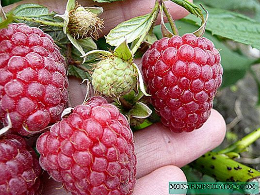 Raspberry Zyugana - gred perbaikan yang menjanjikan