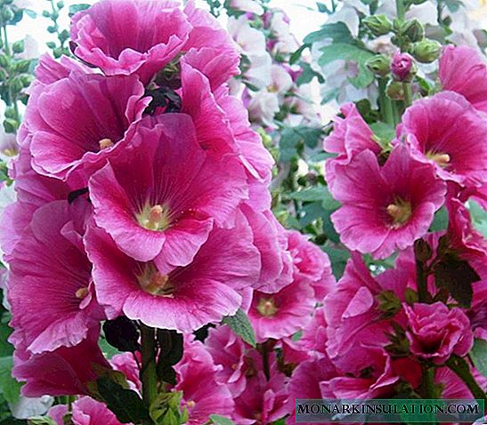 Malva: a flower from a Chinese holiday