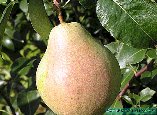 Maria is a wonderful late-ripening dessert pear