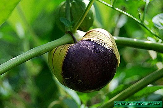 Mexican tomato in a bright flashlight, or how to grow vegetable physalis