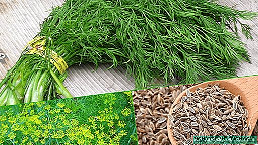 Menu for dill: how to properly feed fragrant greens